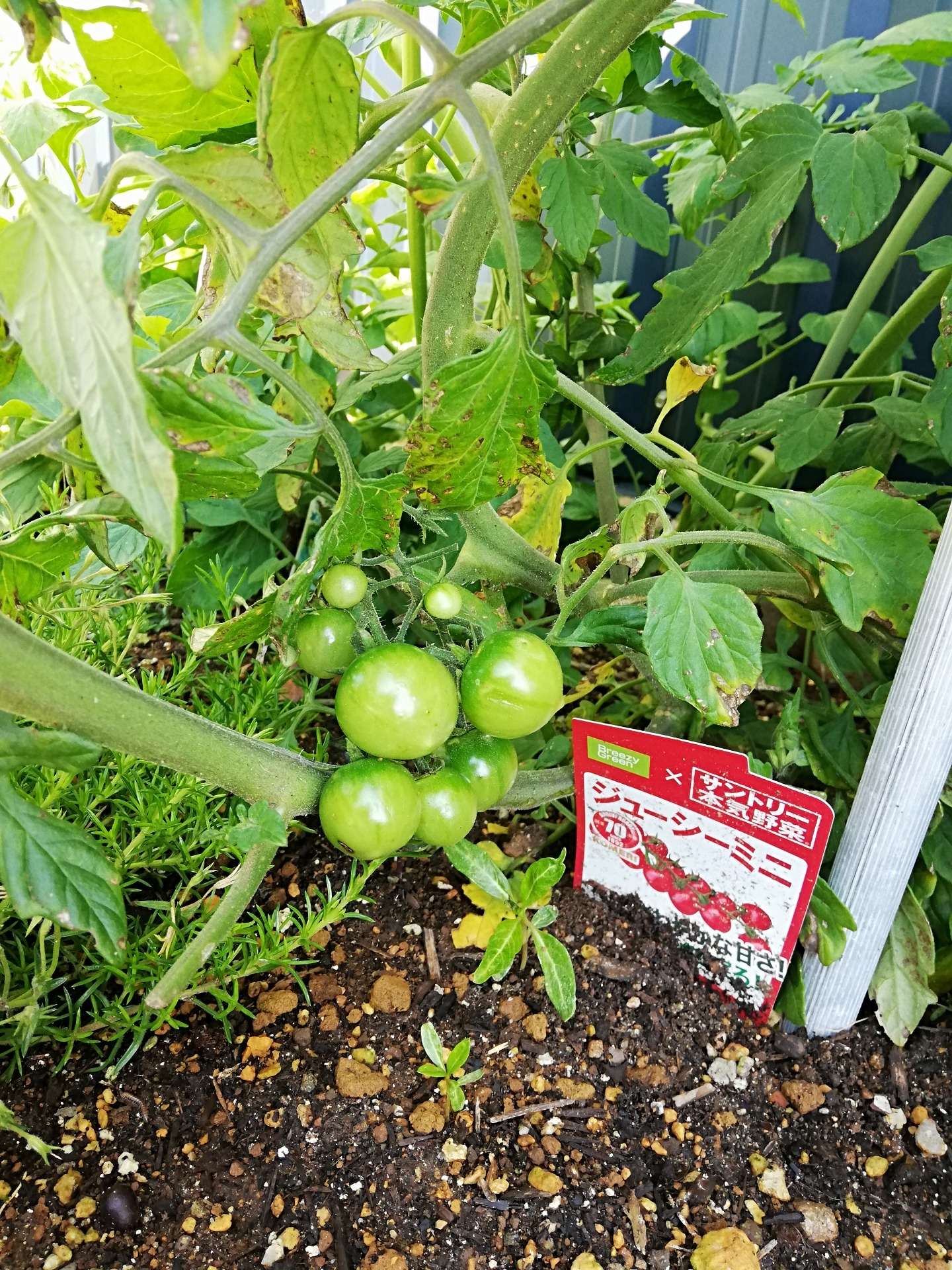 花壇の様子です。